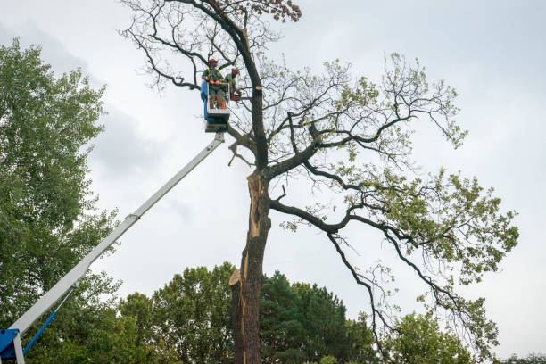 Best Dead Tree Removal  in Seven Oaks, SC